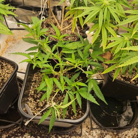5.4 growlog timeline photo
