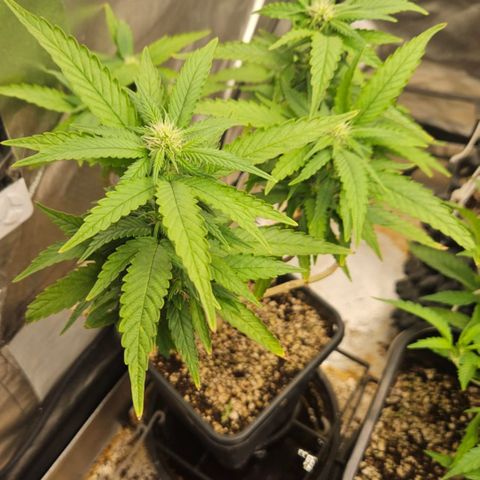 5.4 growlog timeline photo