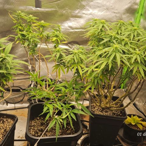 5.4 growlog timeline photo