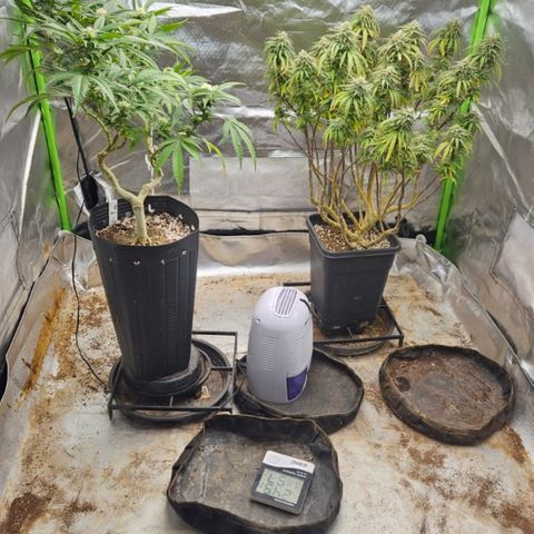 5.4 growlog timeline photo
