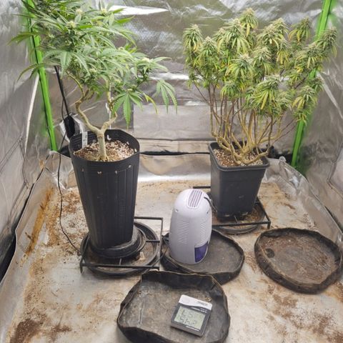 5.4 growlog timeline photo