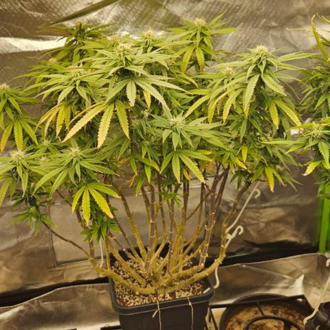 5.4 growlog timeline photo