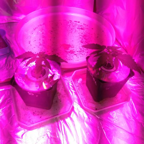 Auto Kush growlog timeline photo