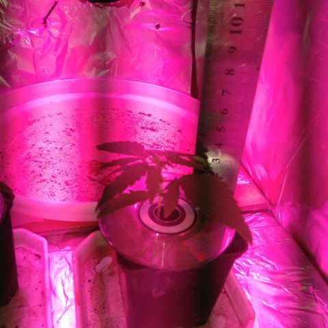 Auto Kush growlog timeline photo