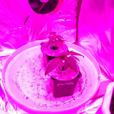 Auto Kush growlog timeline photo