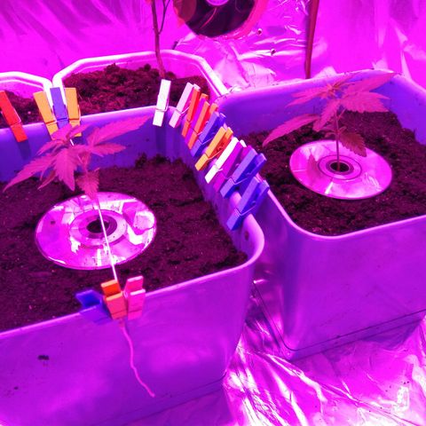 Auto Kush growlog timeline photo