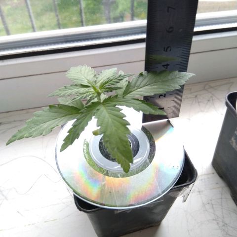 Auto Kush growlog timeline photo