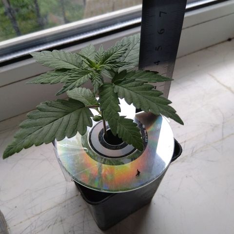 Auto Kush growlog timeline photo