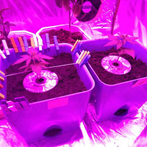 Auto Kush growlog timeline photo