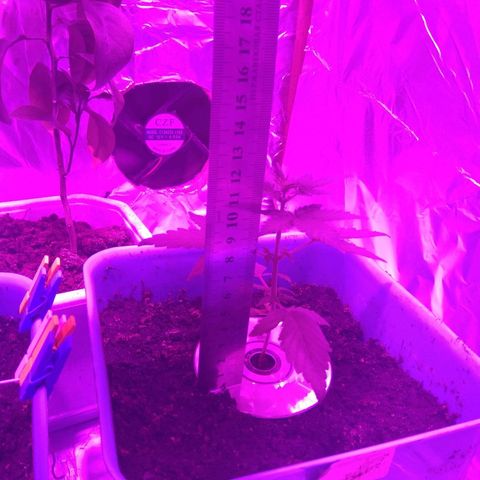 Auto Kush growlog timeline photo