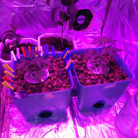 Auto Kush growlog timeline photo