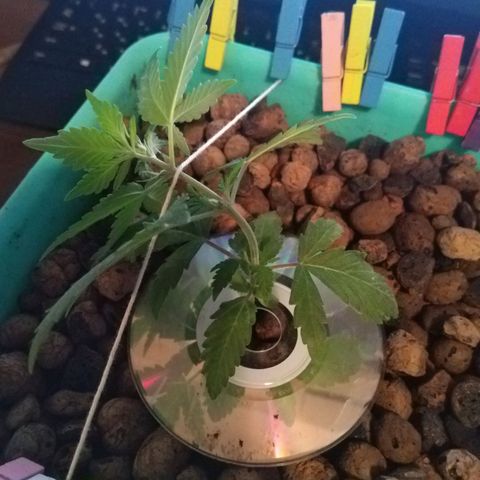 Auto Kush growlog timeline photo