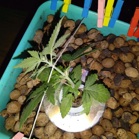 Auto Kush growlog timeline photo