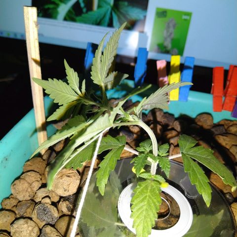 Auto Kush growlog timeline photo