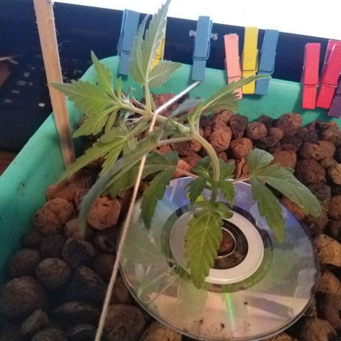 Auto Kush growlog timeline photo