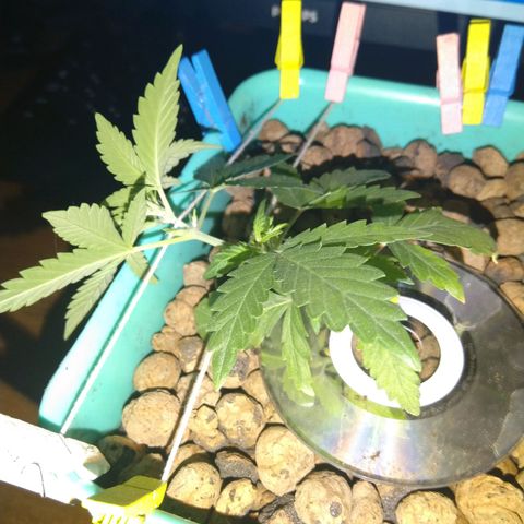 Auto Kush growlog timeline photo