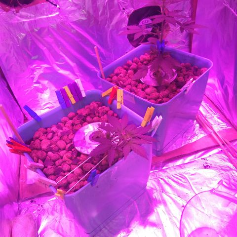 Auto Kush growlog timeline photo