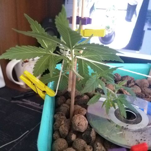 Auto Kush growlog timeline photo
