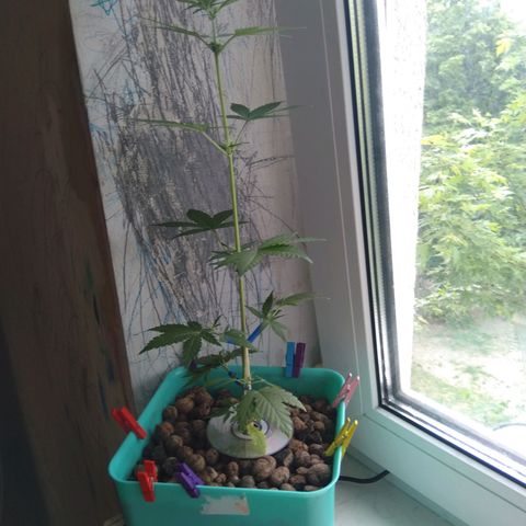 Auto Kush growlog timeline photo