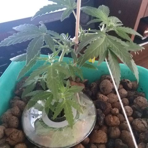 Auto Kush growlog timeline photo
