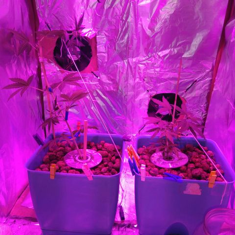 Auto Kush growlog timeline photo