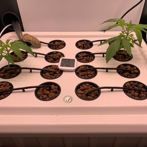 Blue Dream growlog timeline photo