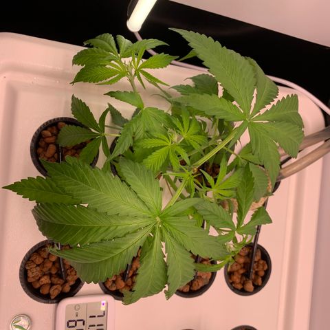 Blue Dream growlog timeline photo