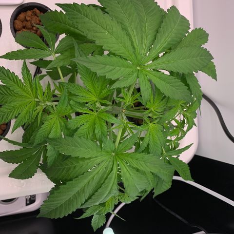 Blue Dream growlog timeline photo