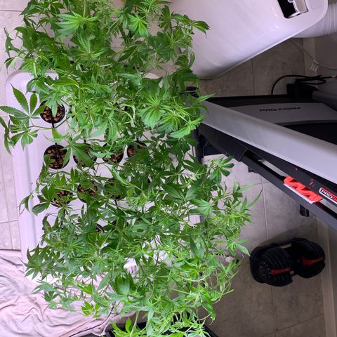 Blue Dream growlog photo: Heavy Trim