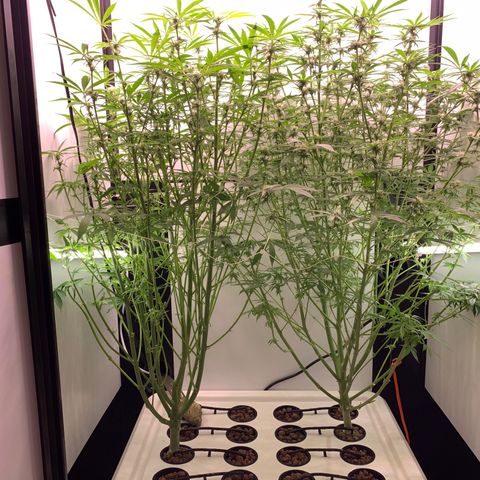 Blue Dream growlog timeline photo