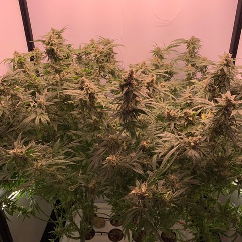 Blue Dream growlog timeline photo