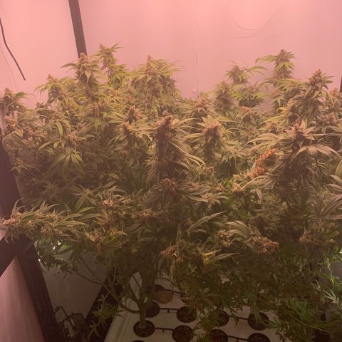 Blue Dream growlog timeline photo
