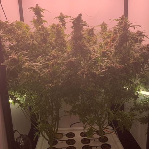Blue Dream growlog timeline photo