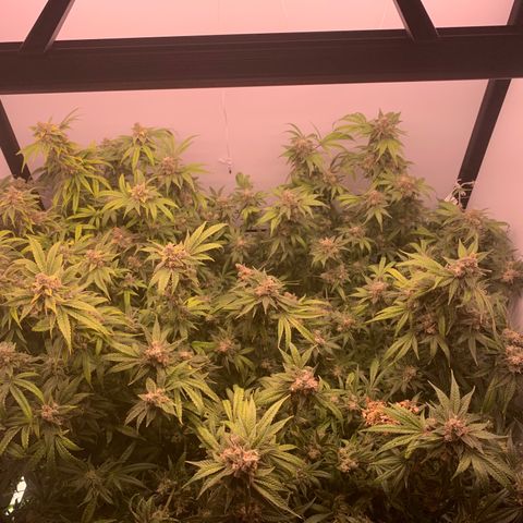 Blue Dream growlog timeline photo