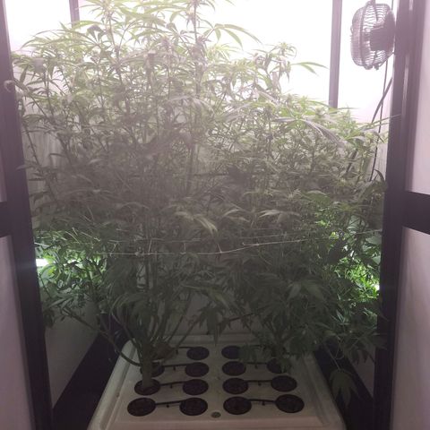 Mowie Wowie growlog timeline photo