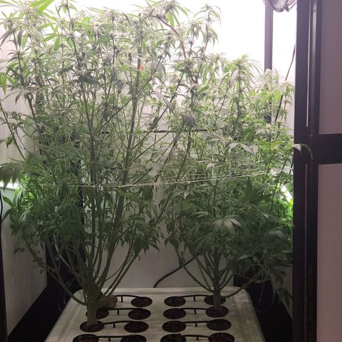 Mowie Wowie growlog timeline photo