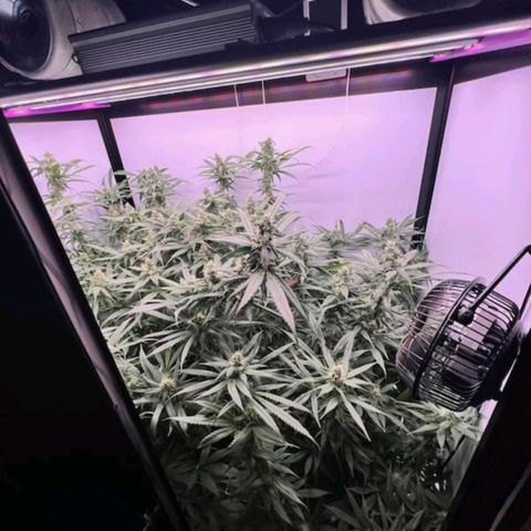 Mowie Wowie growlog timeline photo