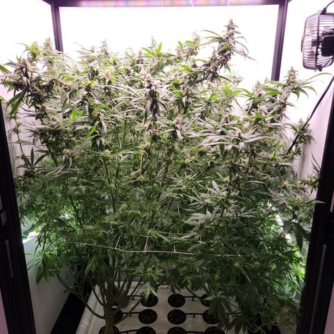 Mowie Wowie growlog timeline photo