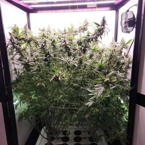 Mowie Wowie growlog timeline photo