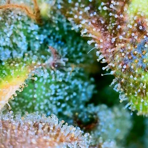 Mowie Wowie growlog timeline photo