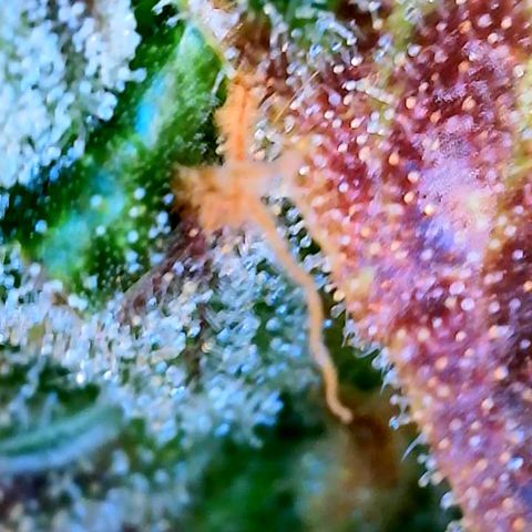 Mowie Wowie growlog timeline photo