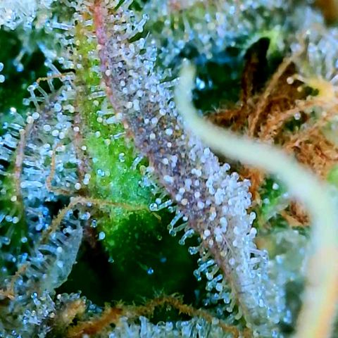 Mowie Wowie growlog timeline photo