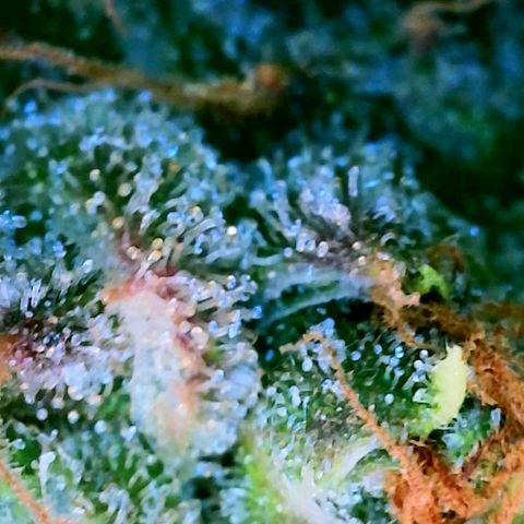 Mowie Wowie growlog timeline photo