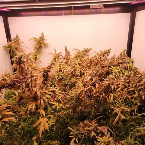 Mowie Wowie growlog timeline photo