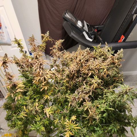 Mowie Wowie growlog photo: Just before dry hang