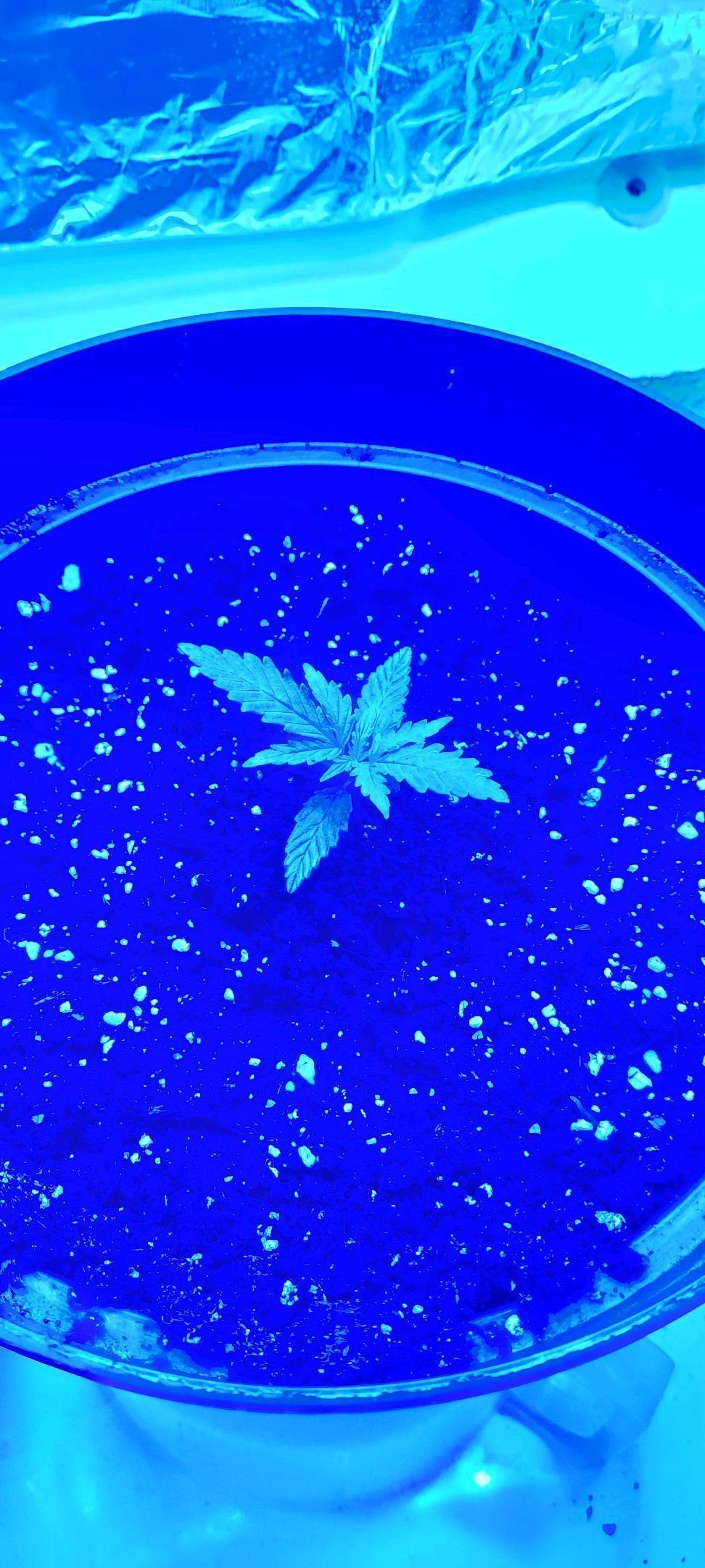 Auto blueberry #1 growlog header