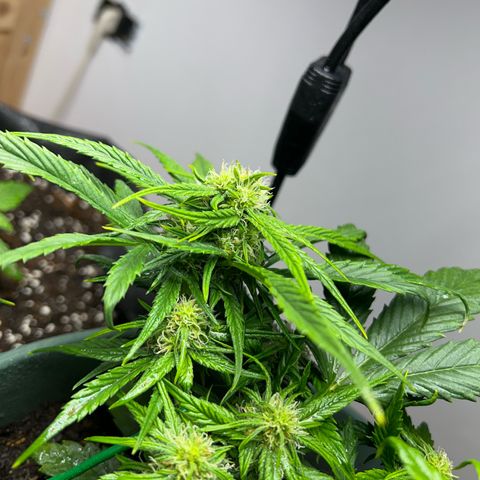 Critical Orange punch  growlog photo: Apicale 2/3 cm diametro