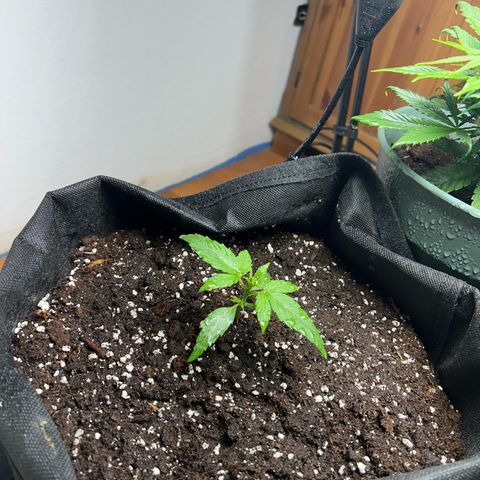 Orion F1 growlog timeline photo