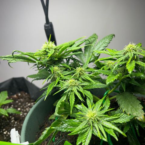 Critical Orange punch  growlog timeline photo