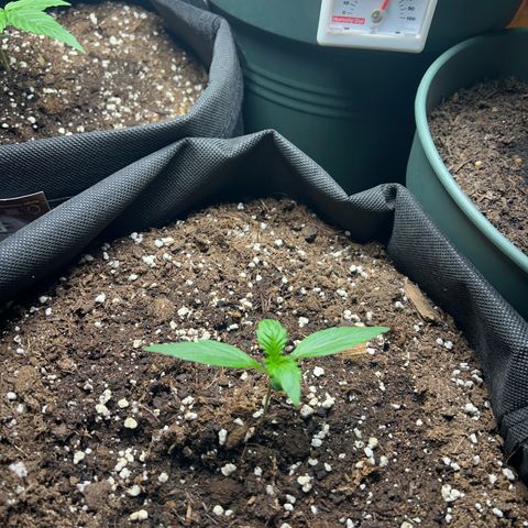 Hyperion F1 growlog timeline photo